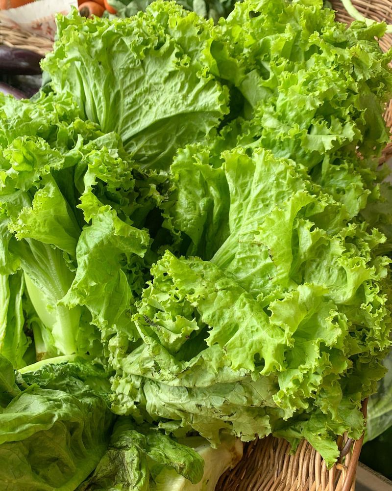 Harvest And Maintain Your Greens
