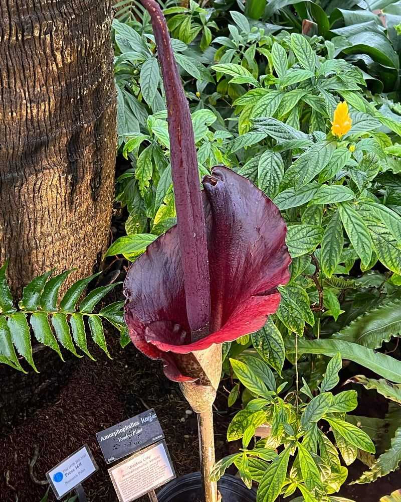 Voodoo Lily