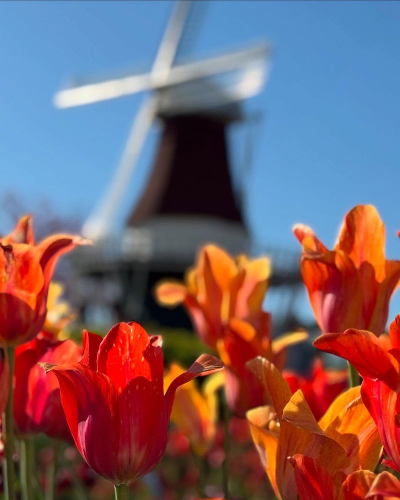 Holland's Tulip Town Transforms For Fall