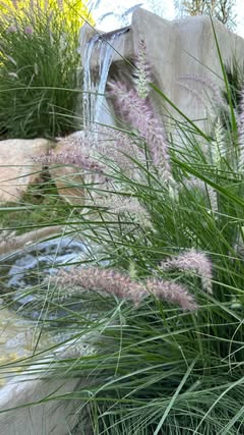 Ornamental Grasses