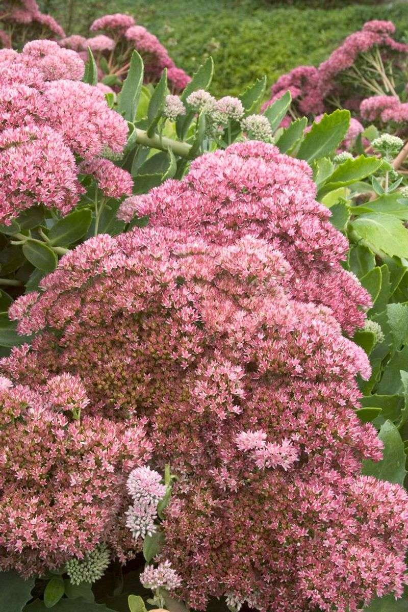 Sedum 'Autumn Joy'
