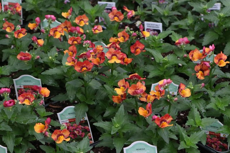 Nemesia