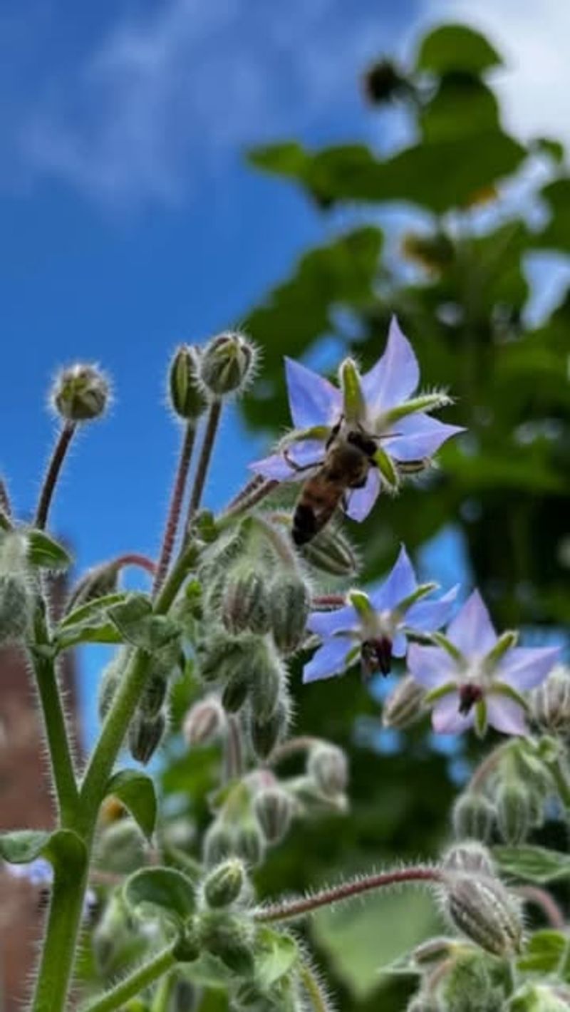Borage