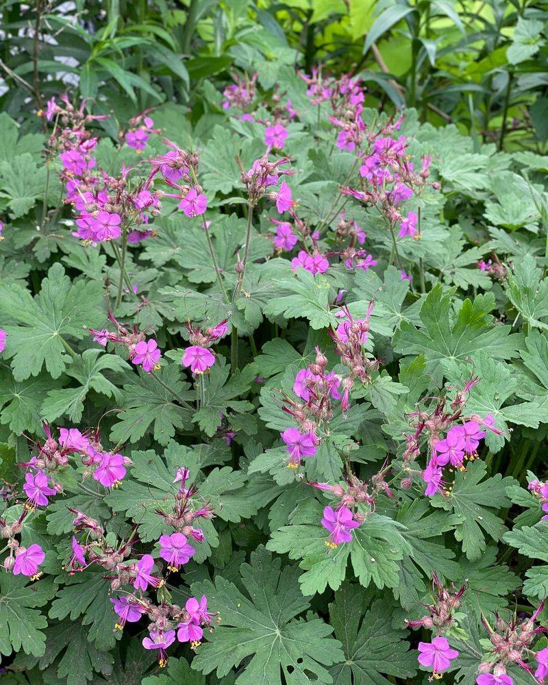 Geranium macrorrhizum