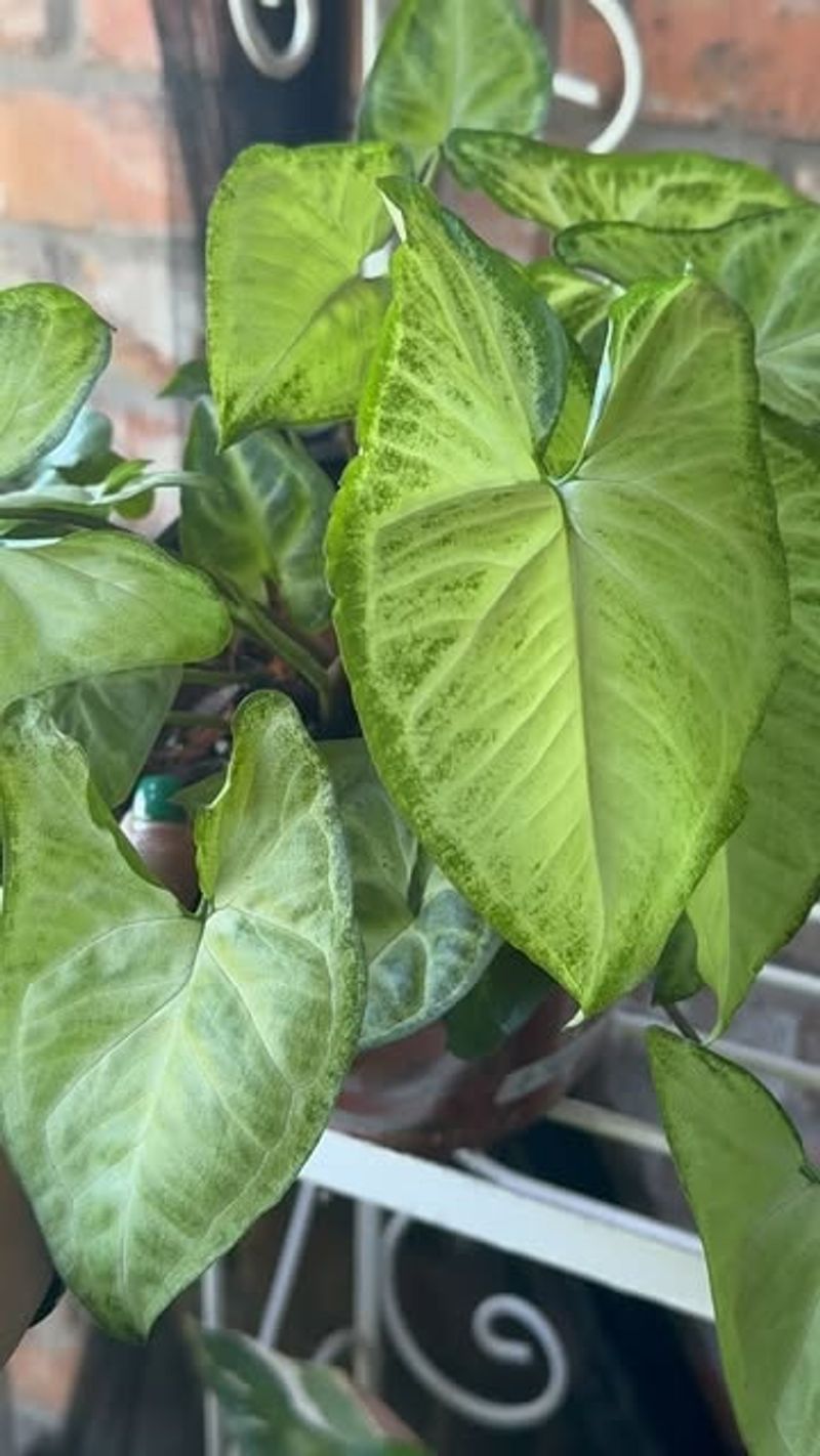 Arrowhead Plant (Syngonium podophyllum)