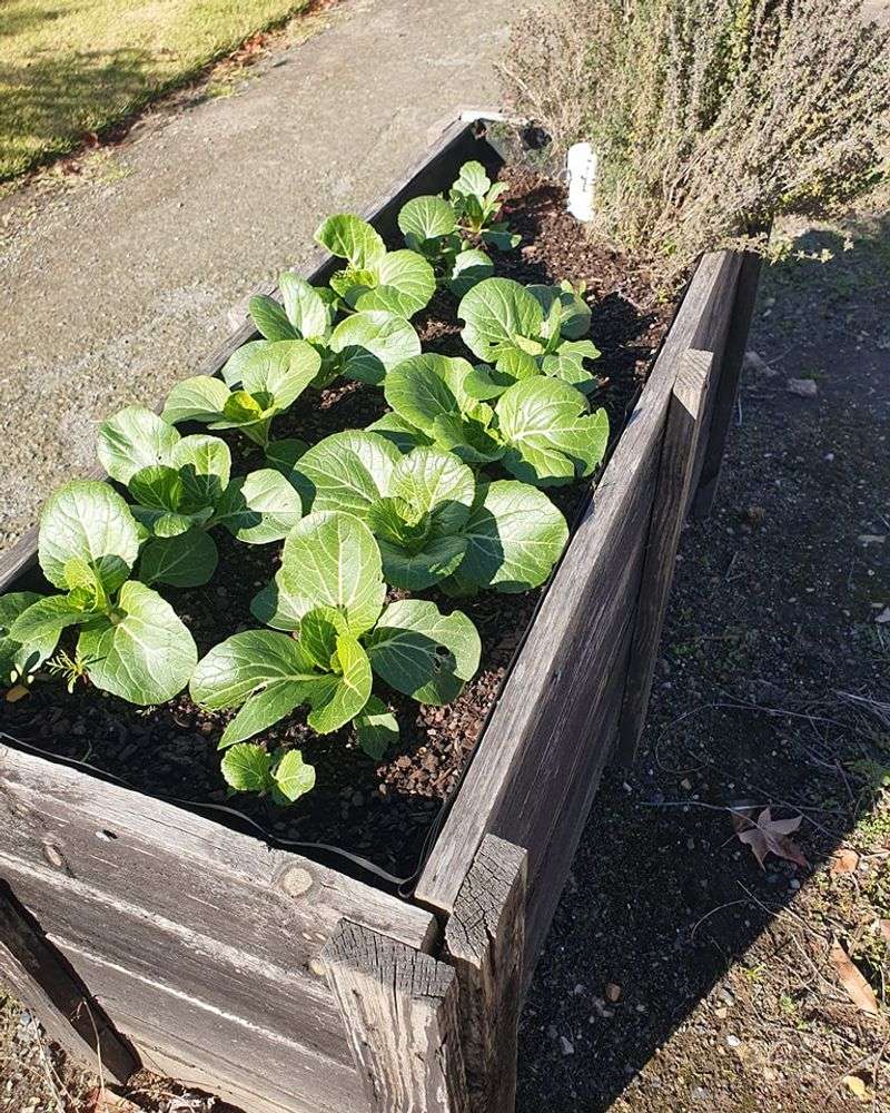 Shallow Options For Leafy Greens