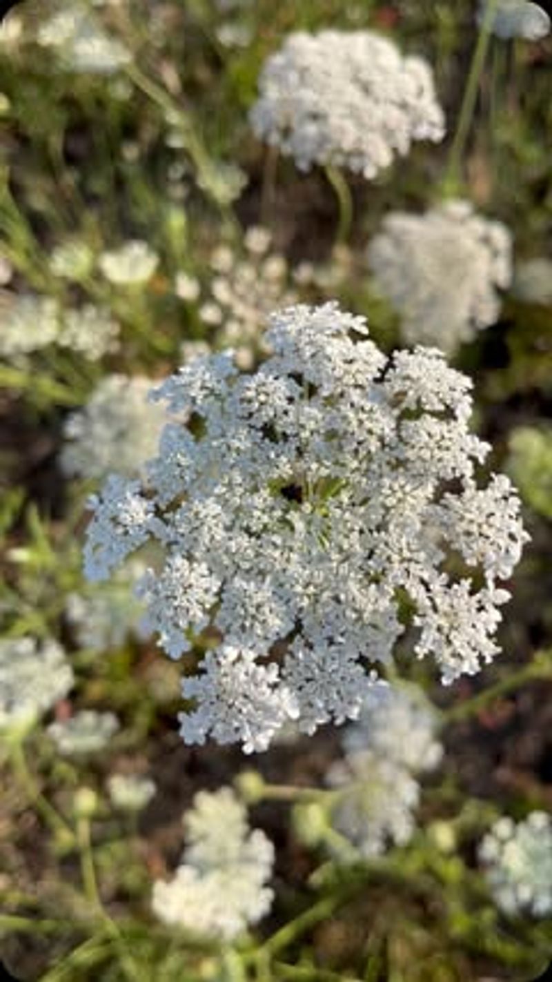 Queen Anne's Lace