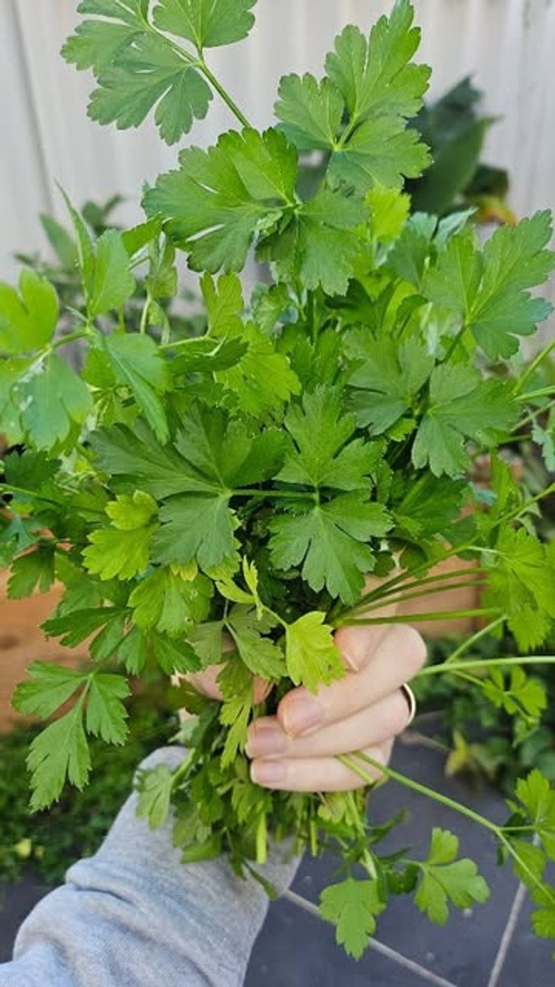 Parsley