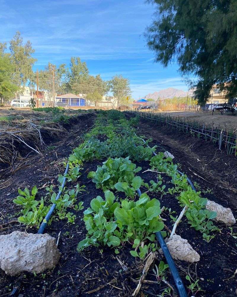 Teaching Kids About Sustainable Water Use Through Gardening