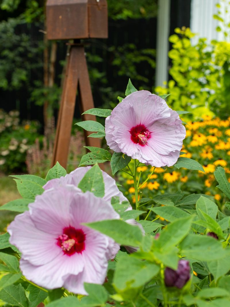 Carolina Breeze Hibiscus
