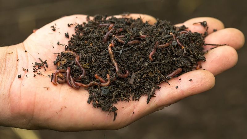 Building More Resilient Soil Naturally