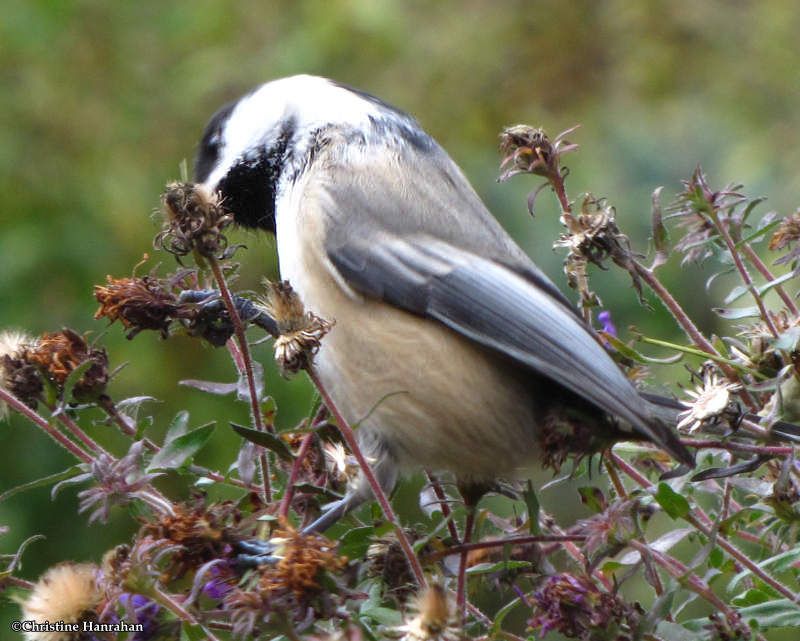 Wildlife Habitat That Supports Birds