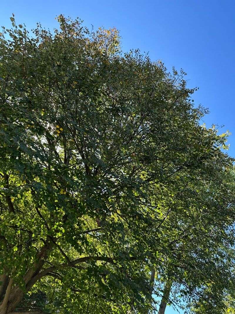 Create Shade With Fast-Growing Trees