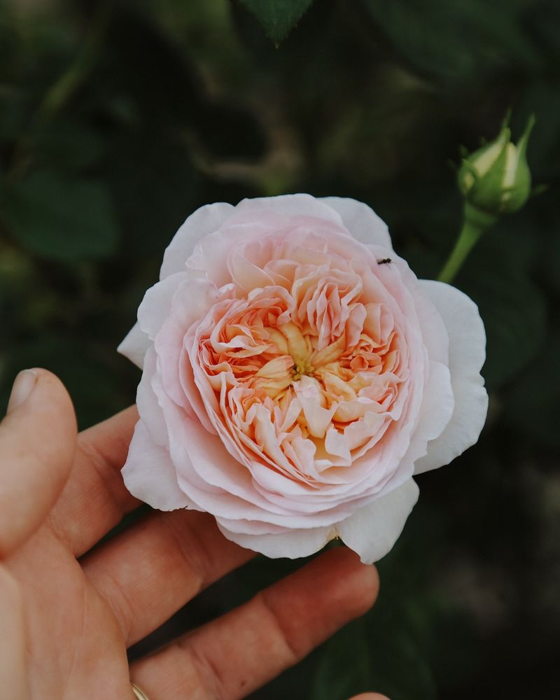 Protect Tender Roses