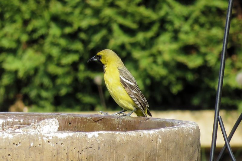 Add Water Sources For Migrating Birds
