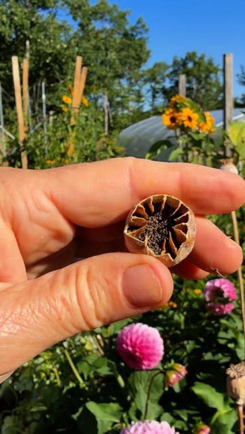 Collect Seeds