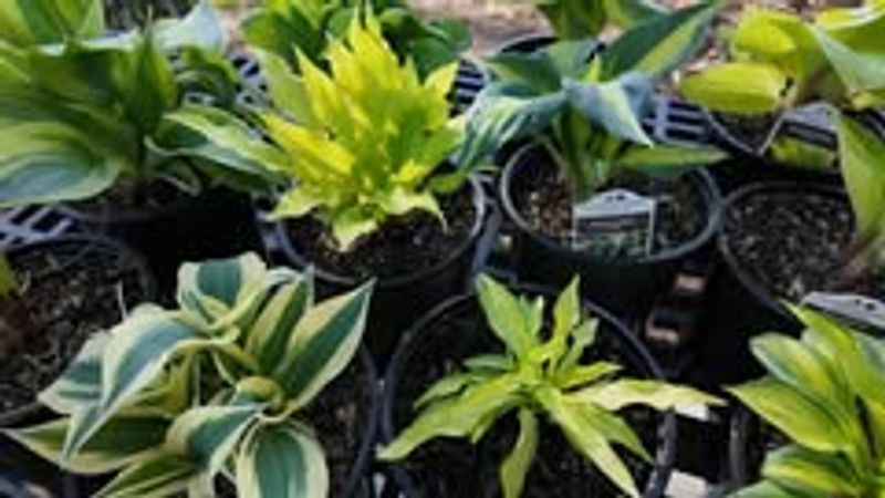 Hostas Handling