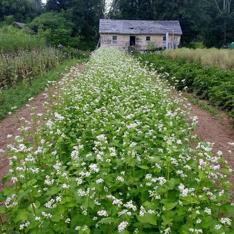Cover Crop Seed Sharing