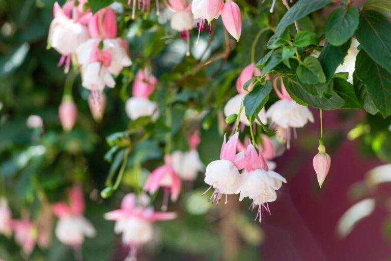 fuchsia flowers (featured image)