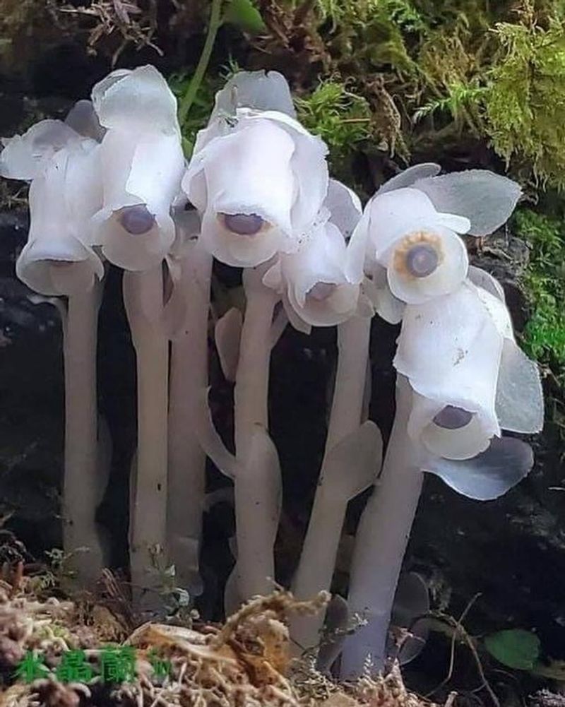 Indian Pipe (Monotropa uniflora)