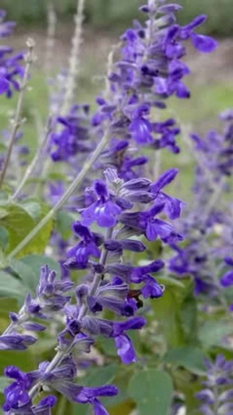 Butterfly Garden Borders