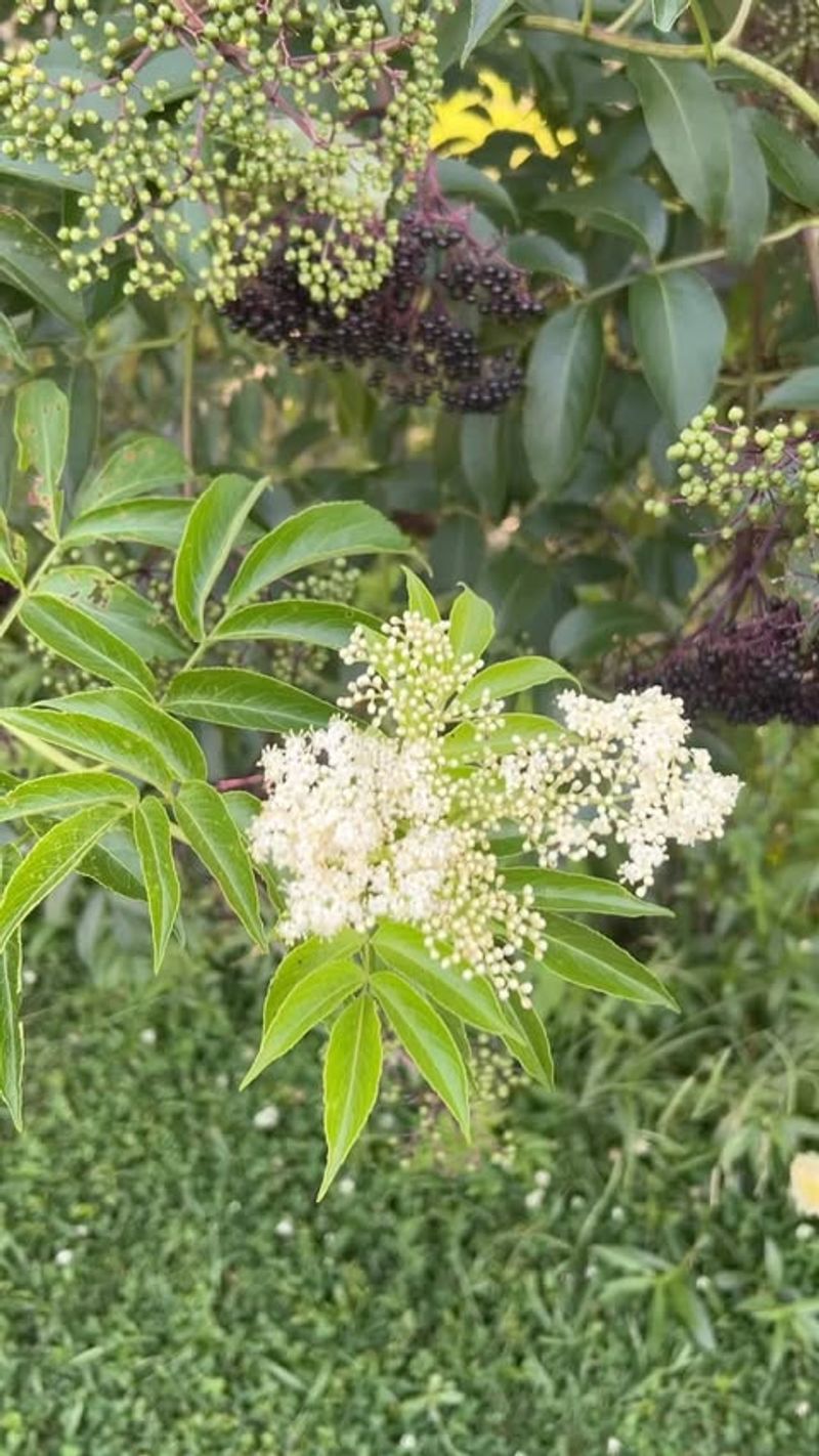Elderberry Screens