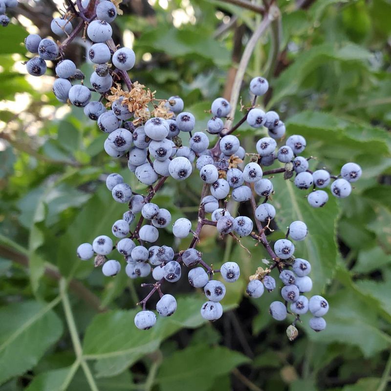 Elderberry for Mid-Summer Feeding