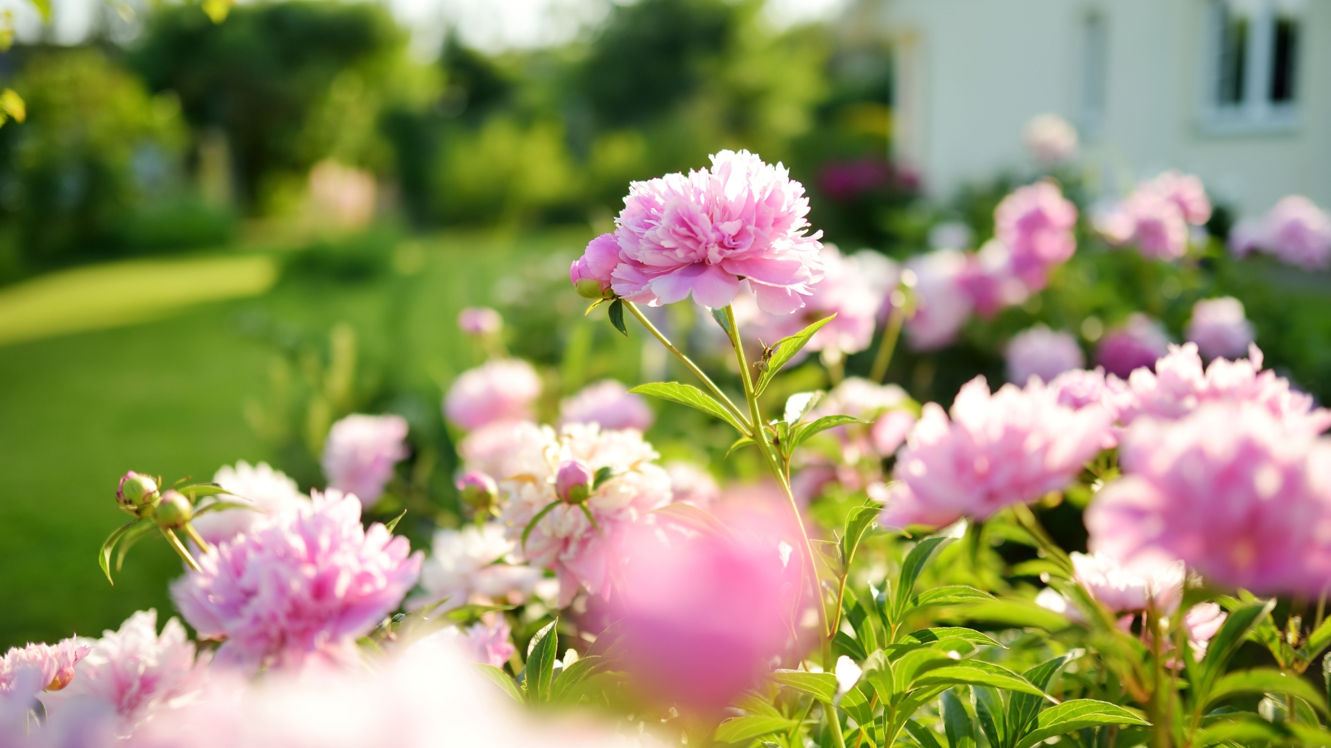 Don’t Cover These Plants With Mulch Just Yet In Kentucky