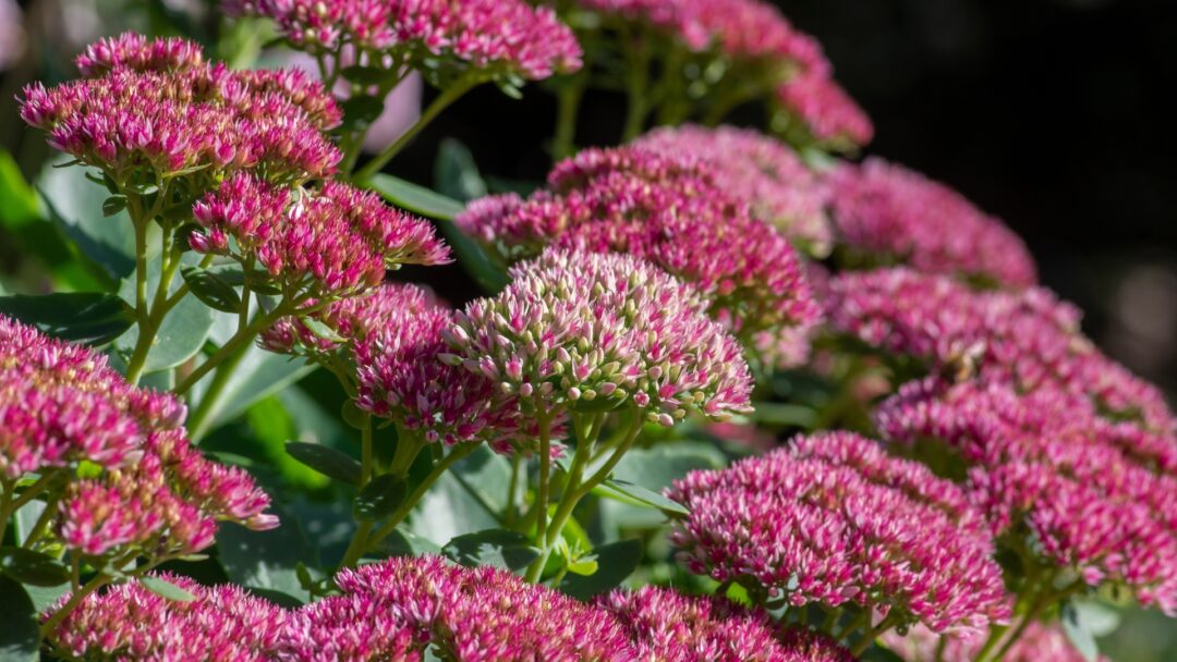 Don't Cut These 17 Perennials Yet—Let Them Feed Birds In Colorado This Fall
