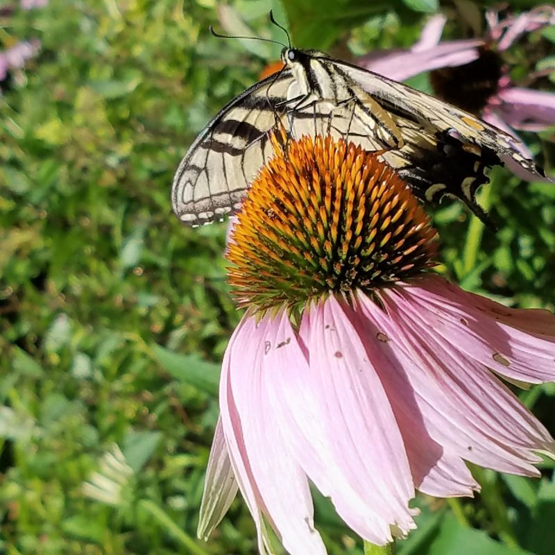 Coneflower (Echinacea)