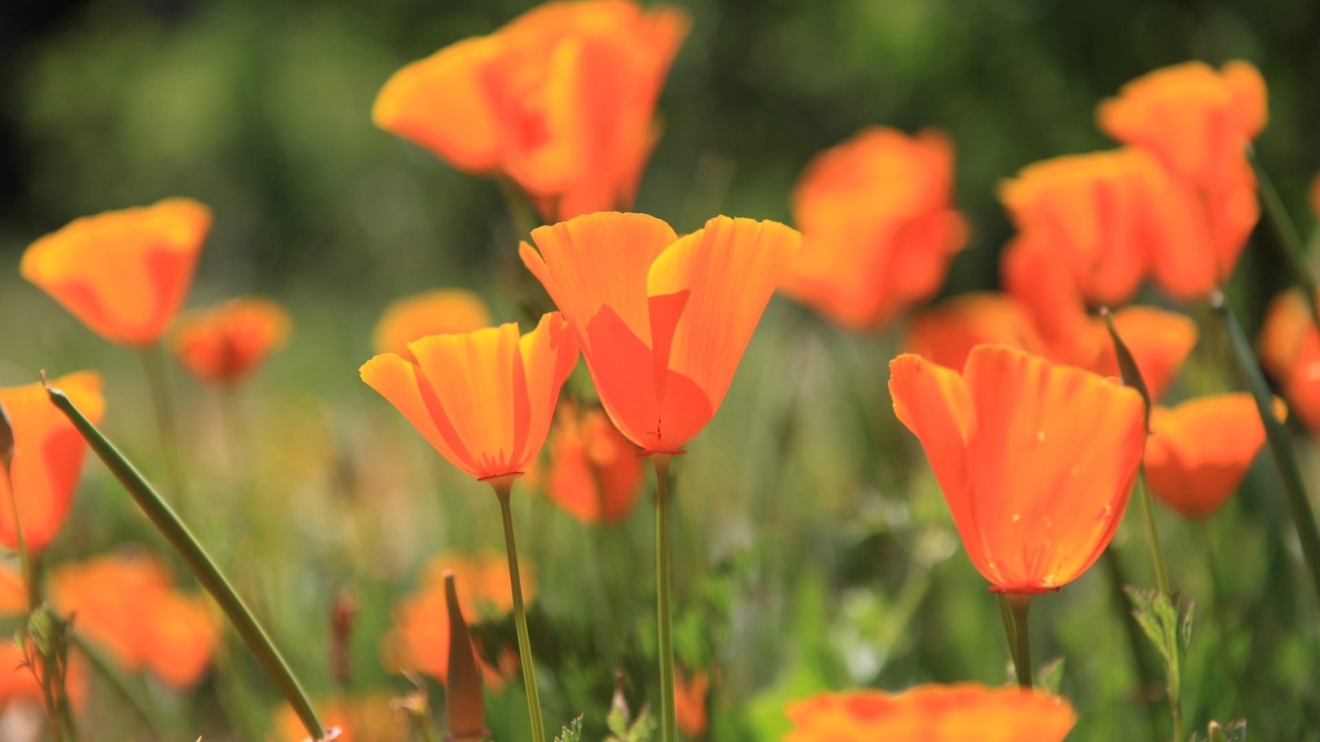 California Poppy