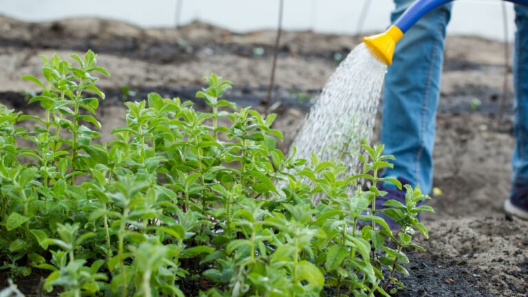 gardener waters herb garden