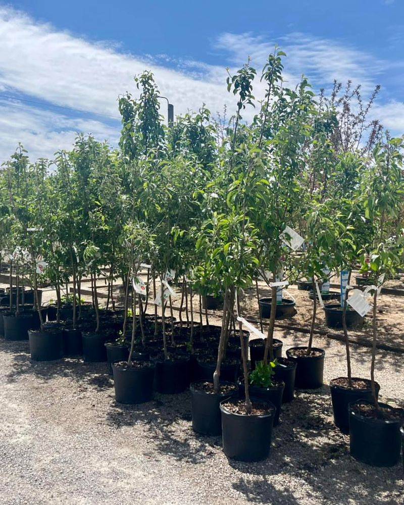 Better Nursery Selection