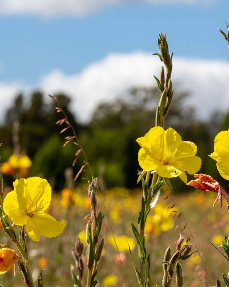 Evening Primrose