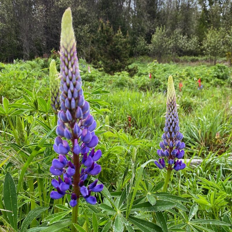 Lupine