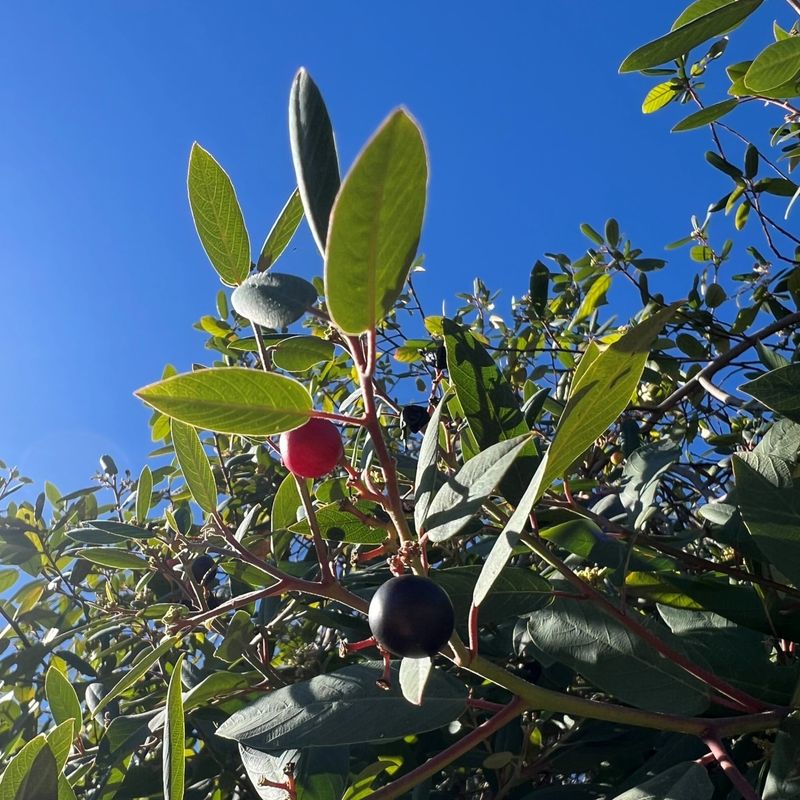 Coffeeberry (Frangula californica)