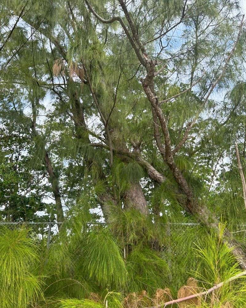 Australian Pine