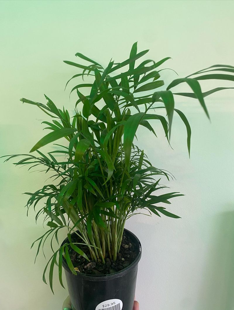 Parlor Palm