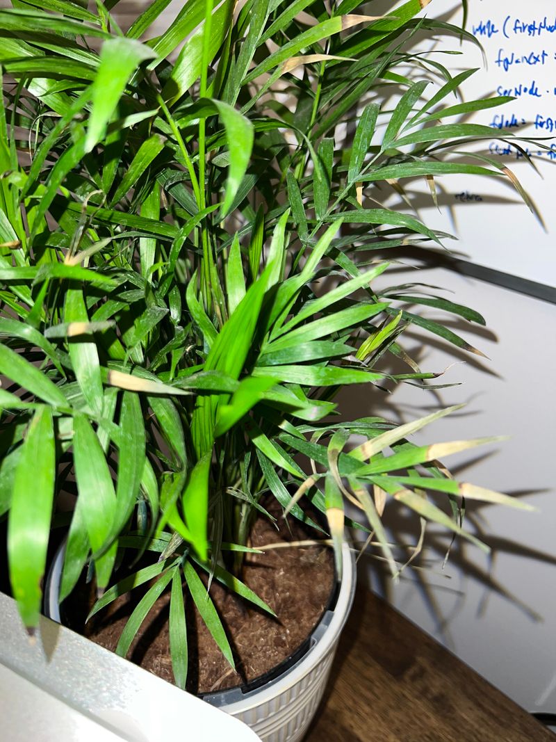 Parlor Palm (Chamaedorea elegans)