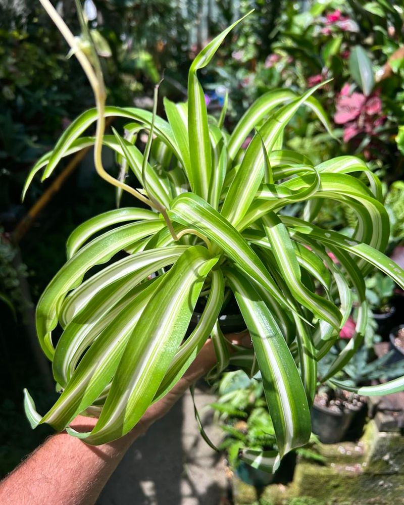 Spider Plants Survive Drought