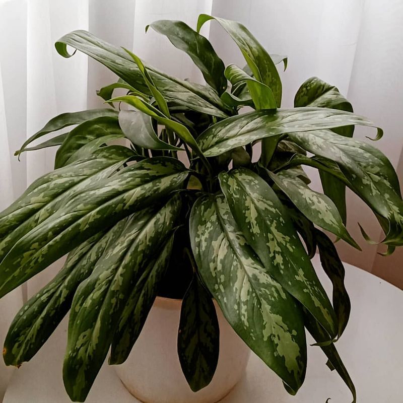 Chinese Evergreen: Low-Light Champion