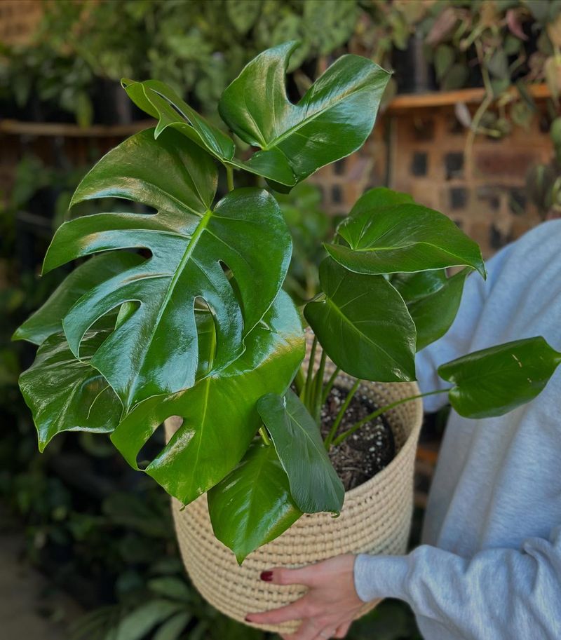 Monstera Deliciosa
