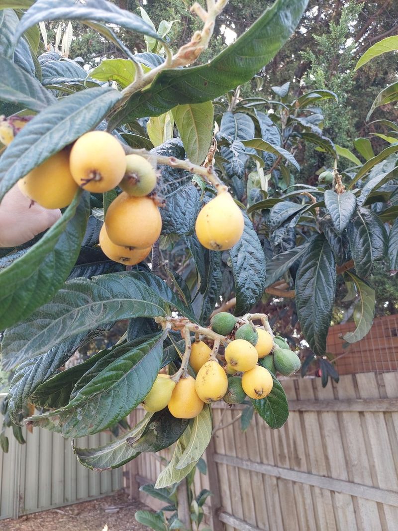 Loquat
