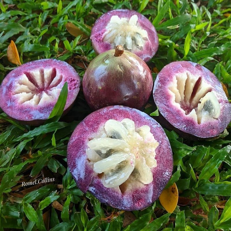 Star Apple