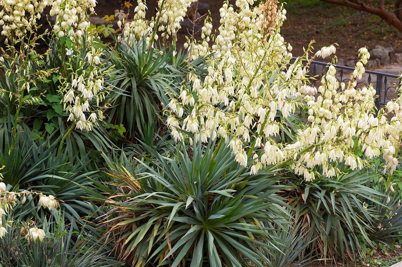 Yucca