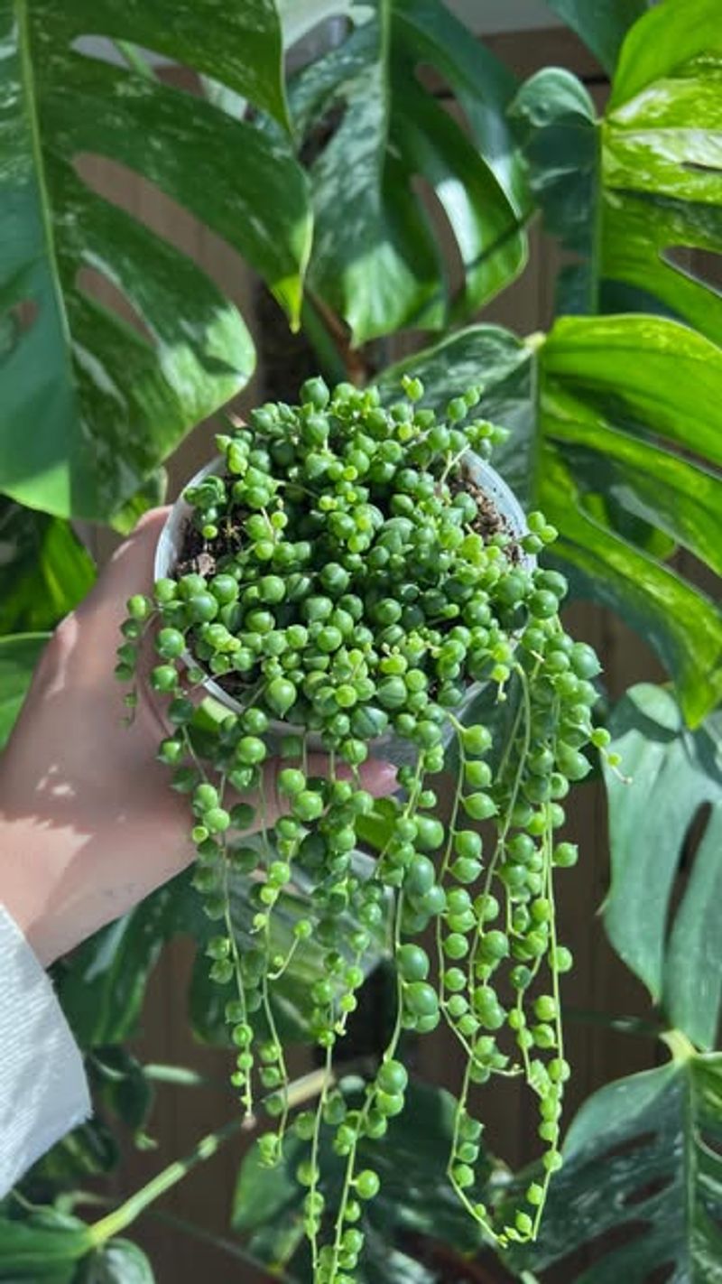 String of Pearls' Soggy Sorrow