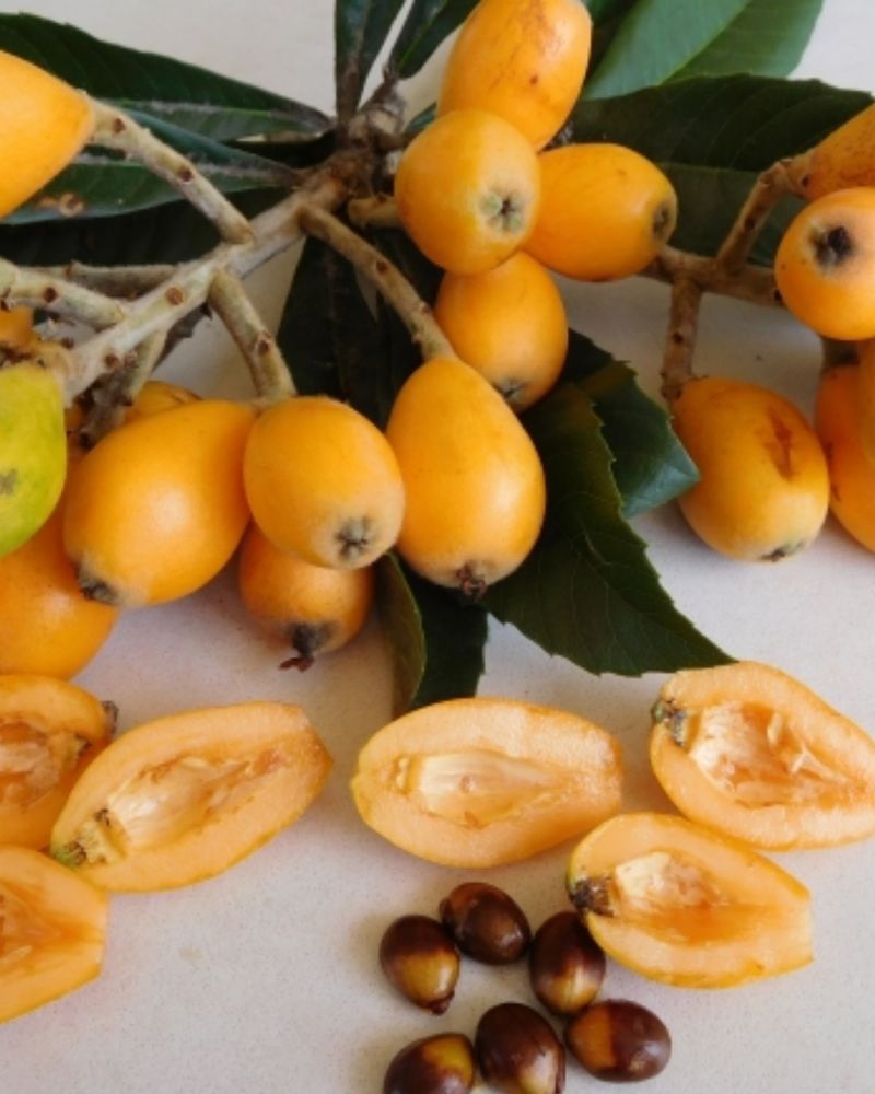 Loquat