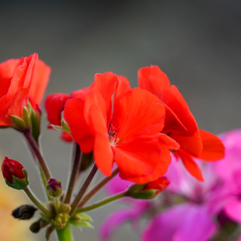 Heat Stress During Hot South Dakota Summers