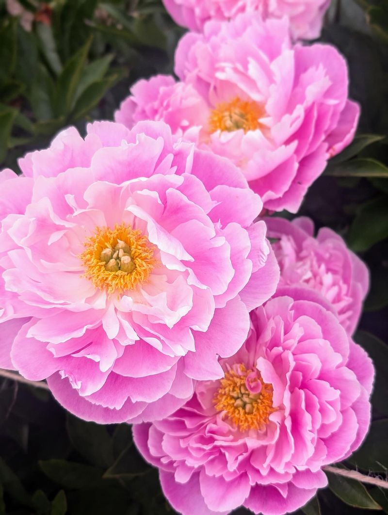Showy Peonies