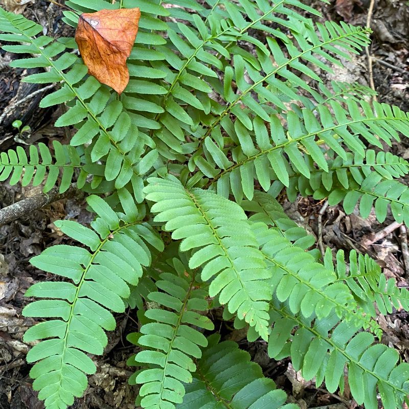 Evergreen Christmas Fern For Shady Spots